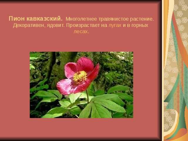 Виды пионов, сорта (более 100 с фото) и их выращивание