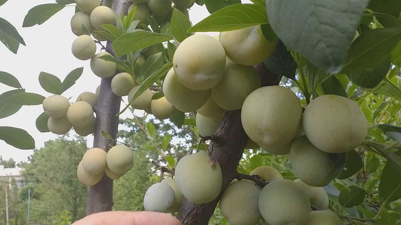 Сорта сливы для сибири - 15 лучших, самых зимостойких и вкусных