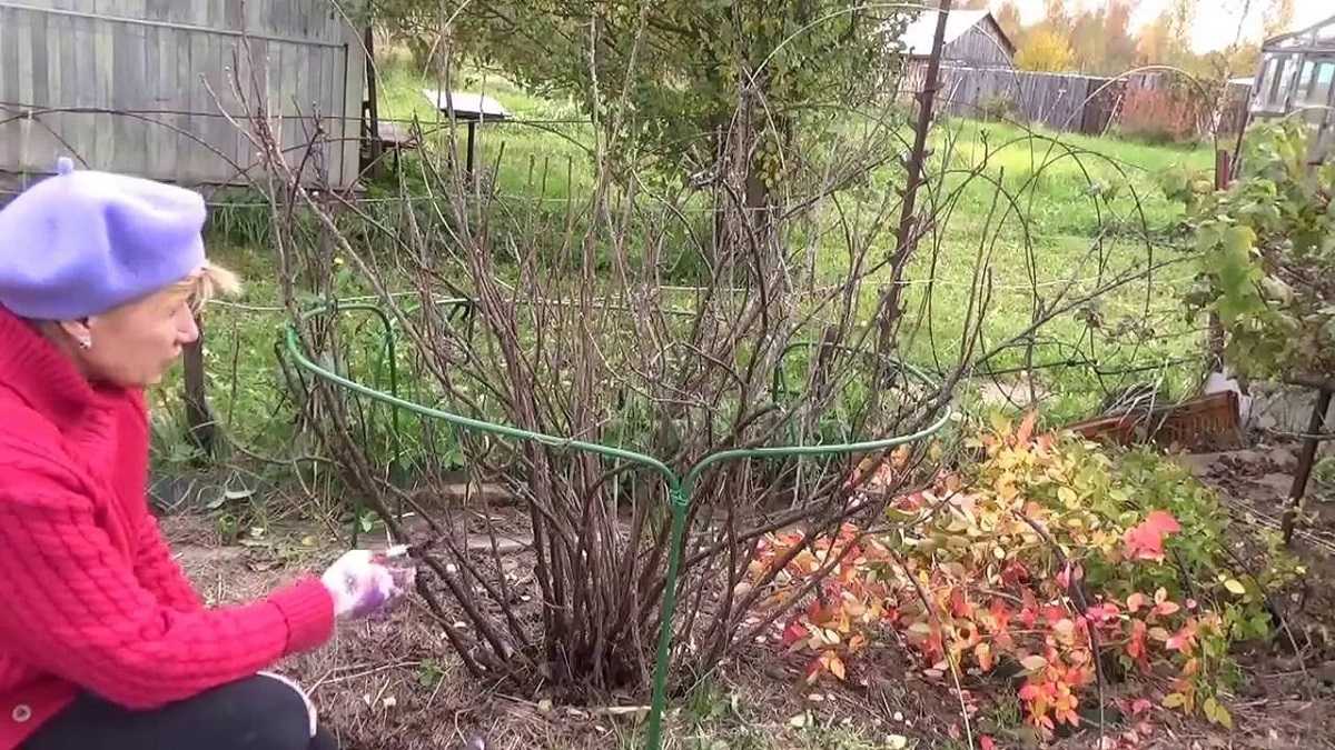 Уход за вишней осенью обрезка и подкормка