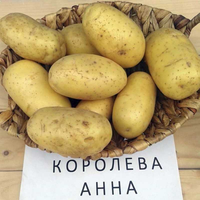Картофель джелли: забытый вкус детства