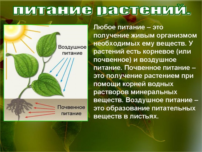 Инструкция по применению гранулированного куриного помета для богатого урожая. легкий способ как применять гранулированный навоз как удобрение