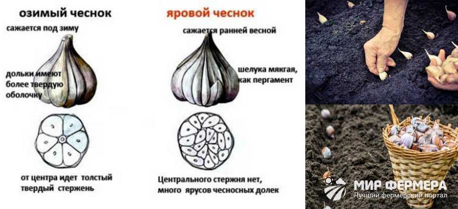 Выращивание чеснока озимого в открытом грунте