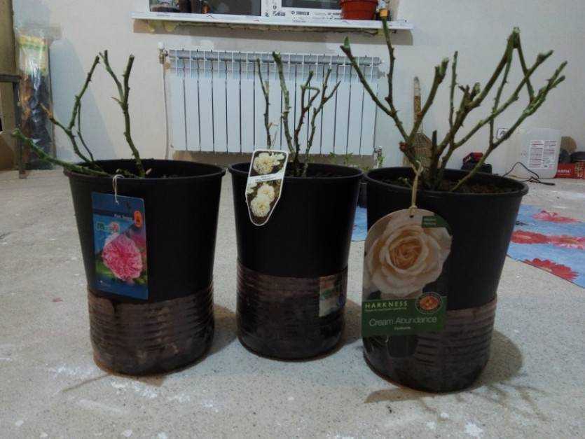 3 способа черенкования розы из букета в домашних условиях