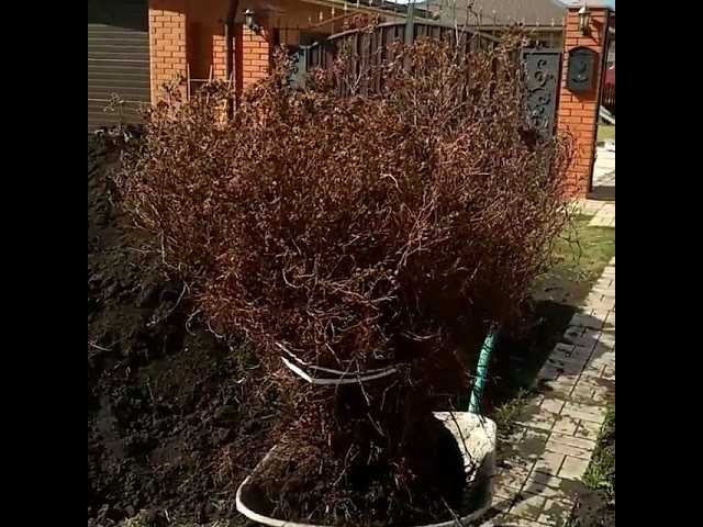 Уход за лапчаткой осенью - обрезка, подкормка, полив, защита