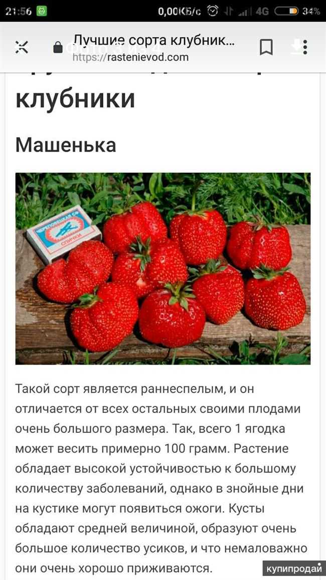 Посадка земляники в открытый грунт весной: рассада