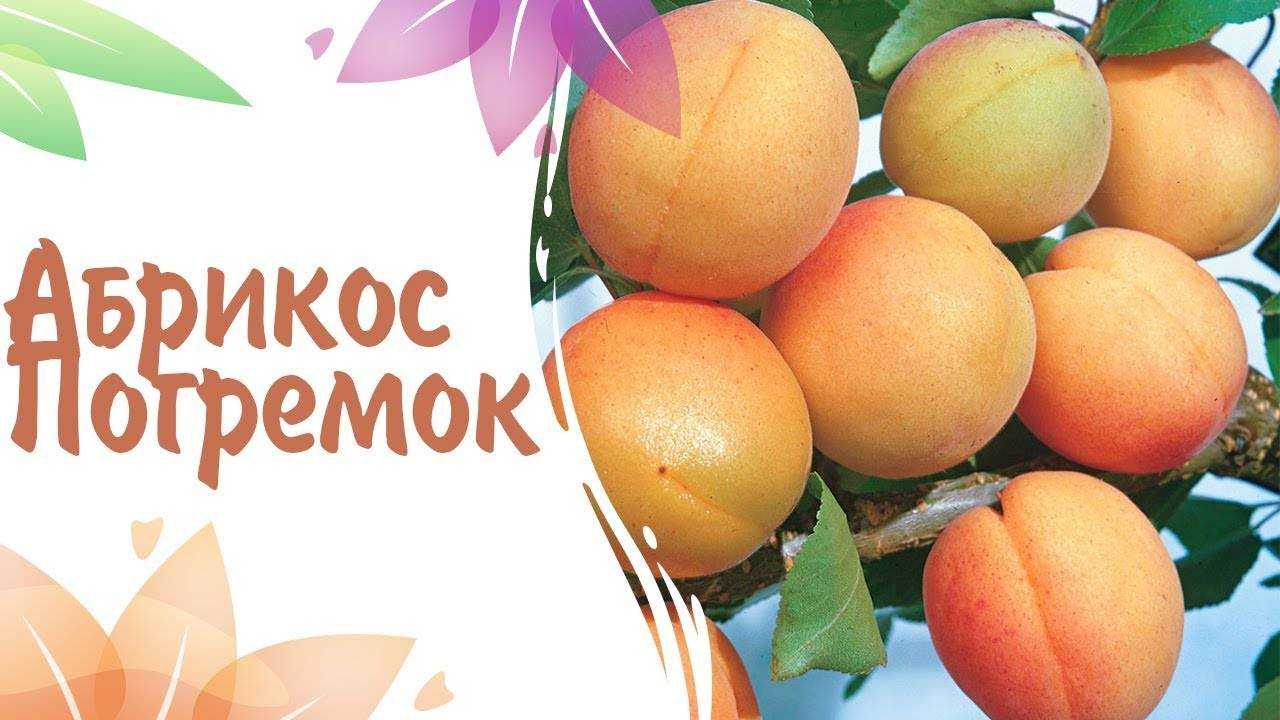 Абрикос водолей: описание сорта, фото, отзывы