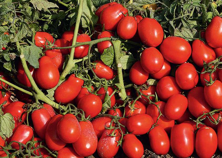 Новые и классические сорта томатов черри для выращивания на даче
