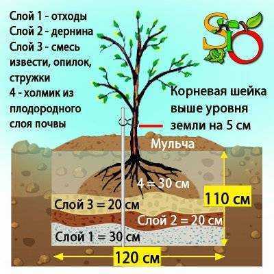 Как сажать грушу осенью: саженцами,пошаговая инструкция, видео