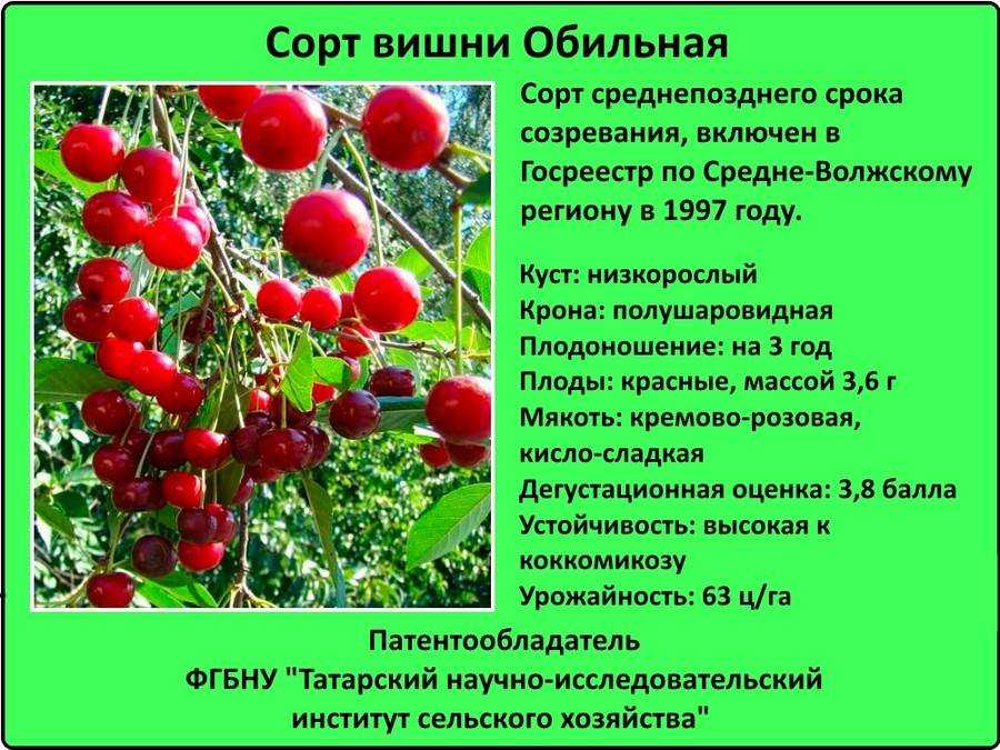 Грибные болезни вишни: как вылечить больную вишню?