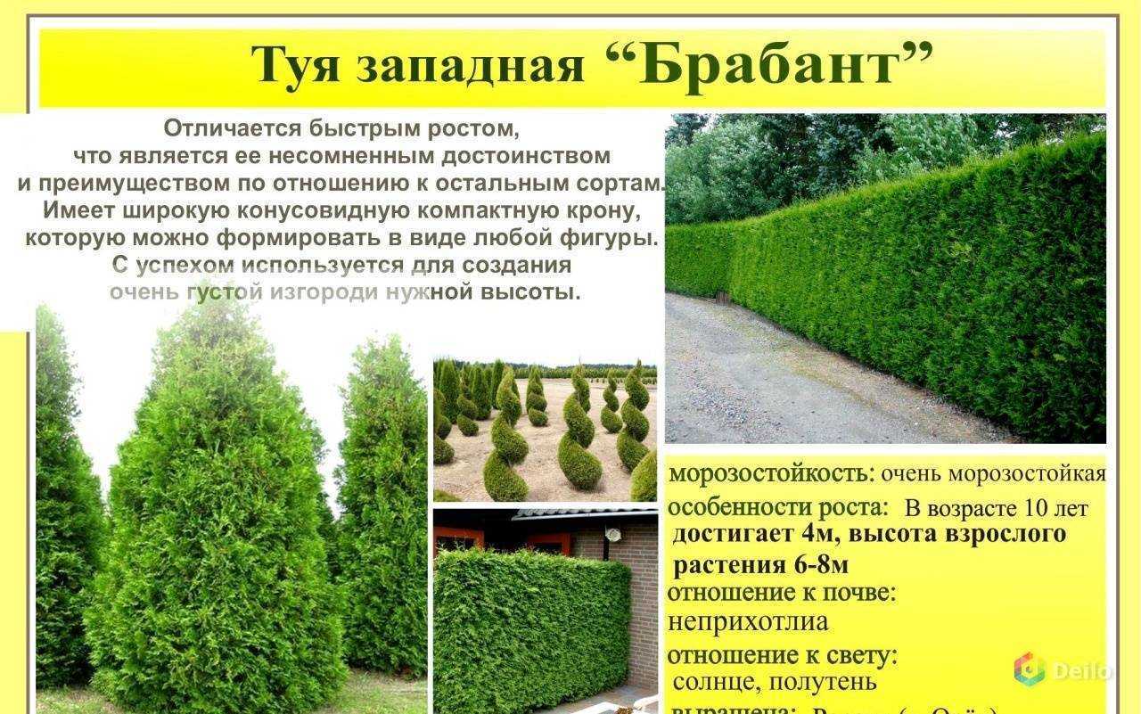 Туя — посадка и уход в открытом грунте + правила пересадки из горшка для новичков