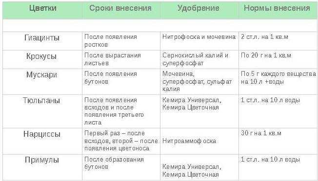 Чем подкормить лилии весной — секреты для пышного цветения
