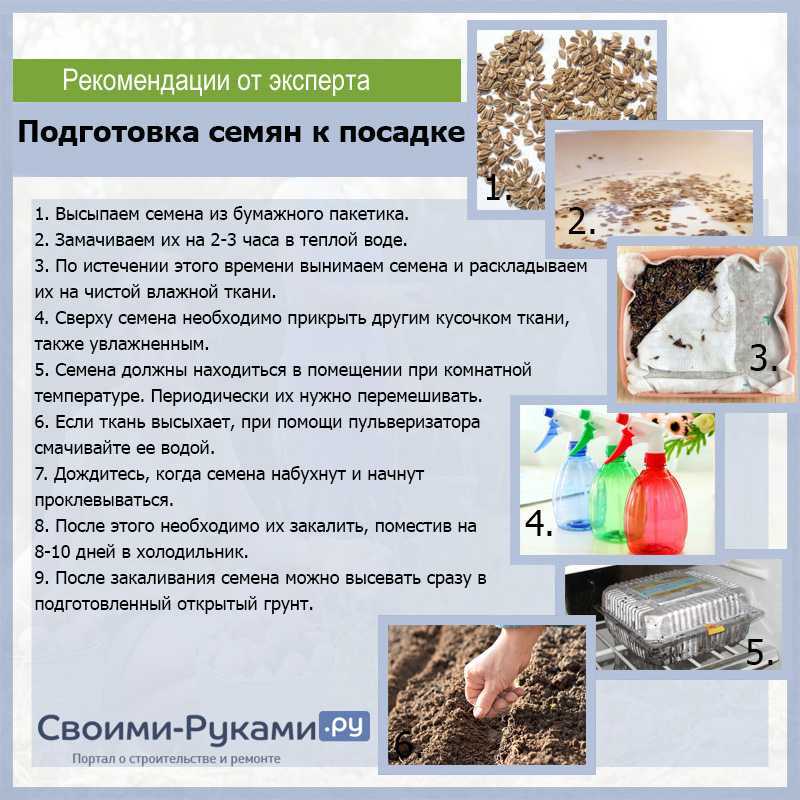 Как посадить цветную капусту в открытый грунт рассадой: схемы и сроки