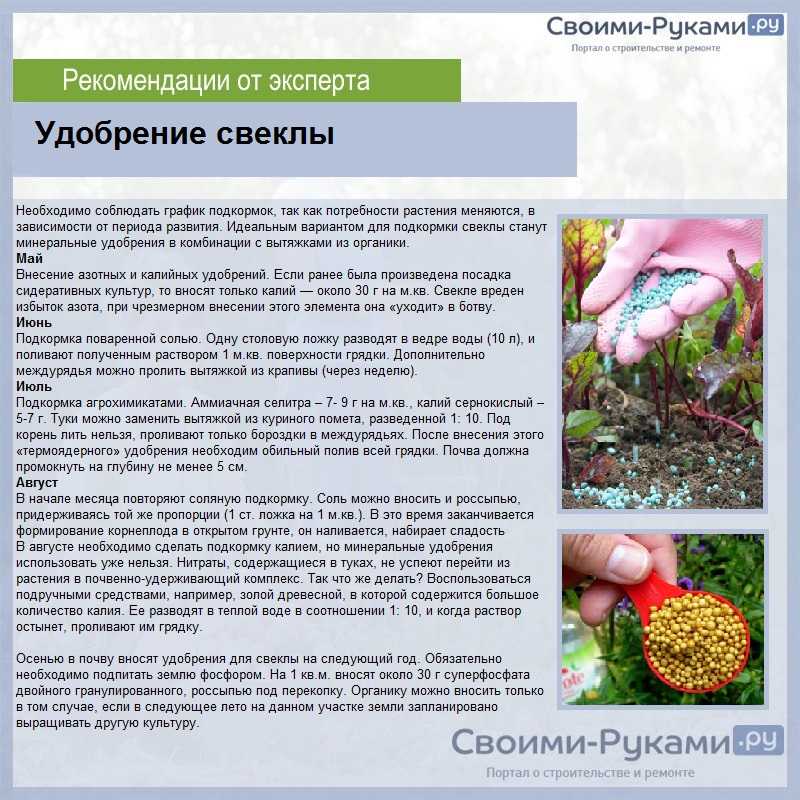 Чем подкормить чеснок: схема питания, нормы, сроки (озимый, яровой) | ягодный сад, или прикладное садоводство в советах, вопросах и ответах