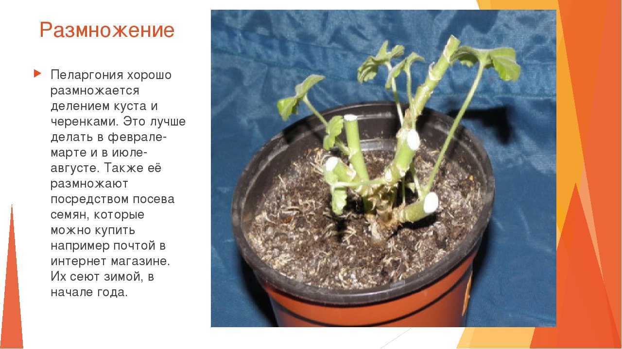 Размножение герани черенками: укоренение, в домашних условиях