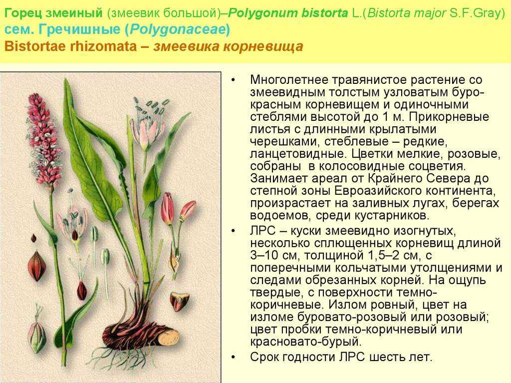 Горец змеиный, описание и виды | cельхозпортал