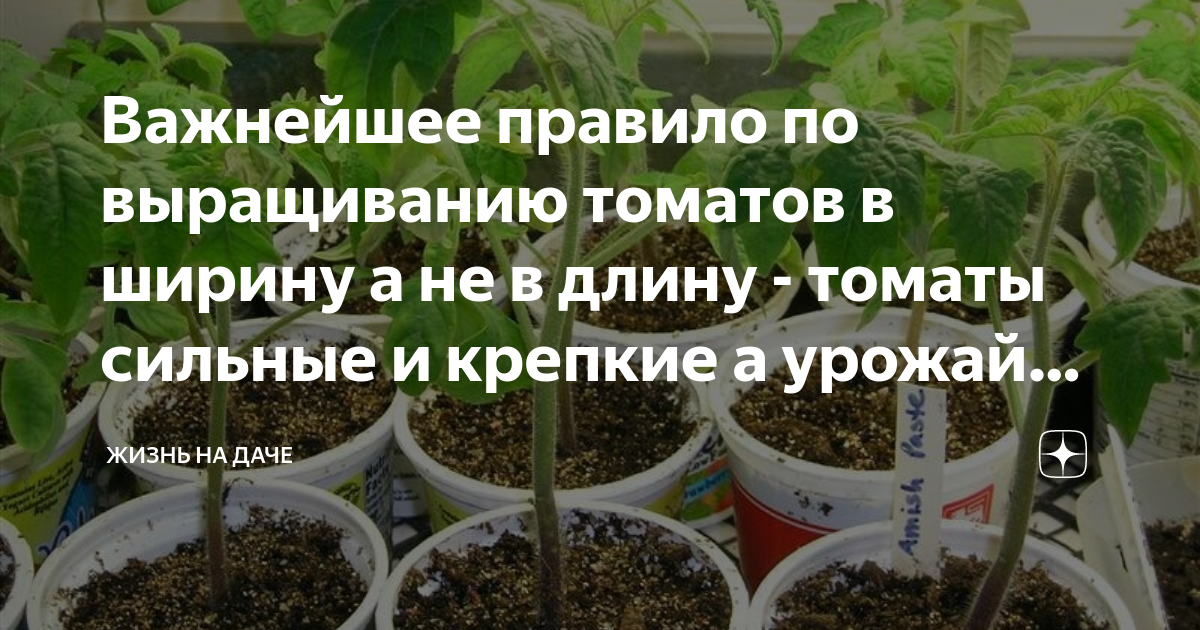 Маргаритки: выращивание из семян, выбор сорта, сроки посева и пикировки, а также особенности ухода за рассадой