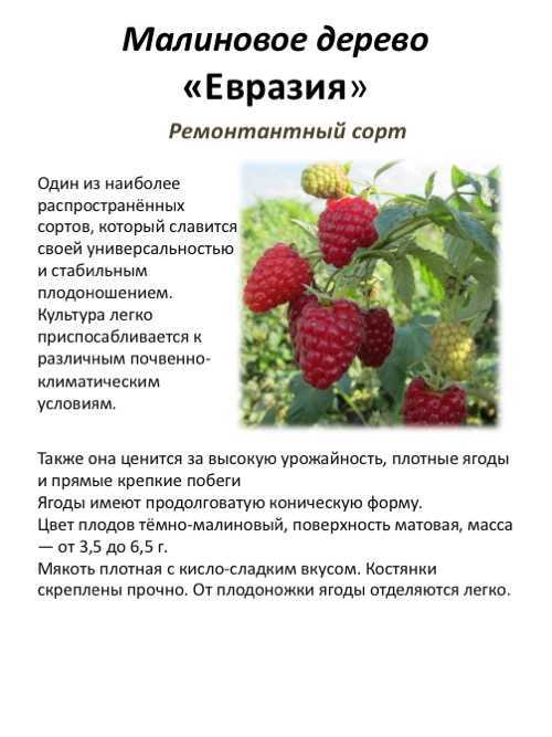 Малина евразия, описание и характеристики ремонтантного сорта