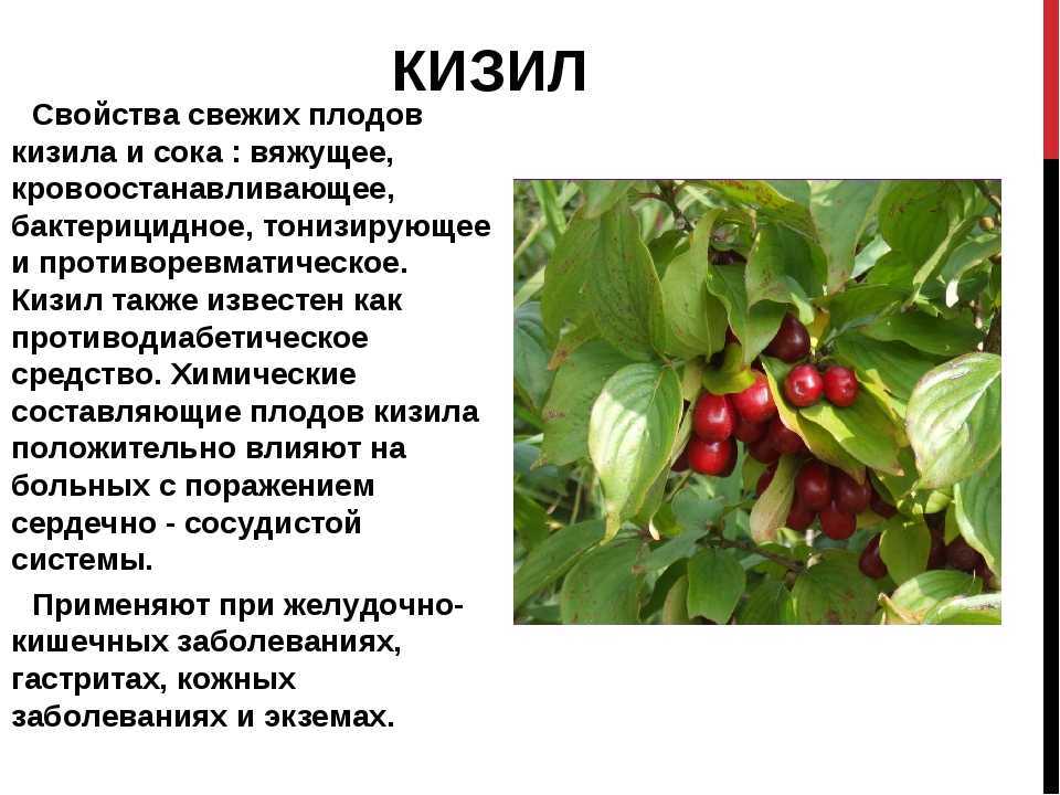 Полезные свойства кизила: как используется кизил в медицине и домашнем лечении, кулинарии и косметологии