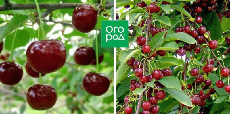 Коккомикоз вишни – описание, способы борьбы, сорта вишни, устойчивые к заболеванию