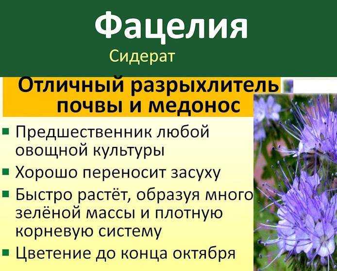 Фацелия как сидерат: когда посеять и под какие овощи