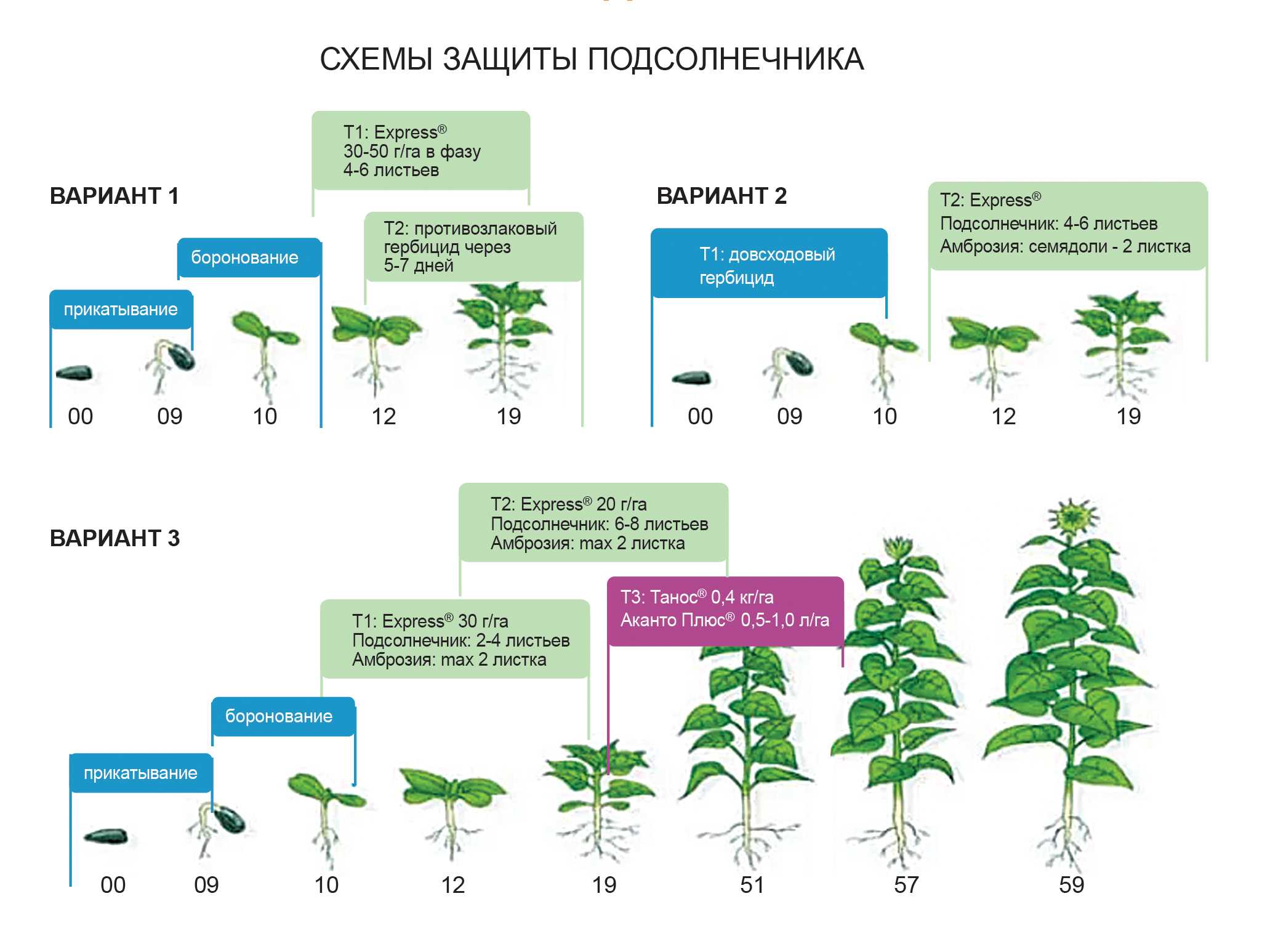 ᐉ 7 лучших сортов китайских огурцов для теплицы и открытого грунта