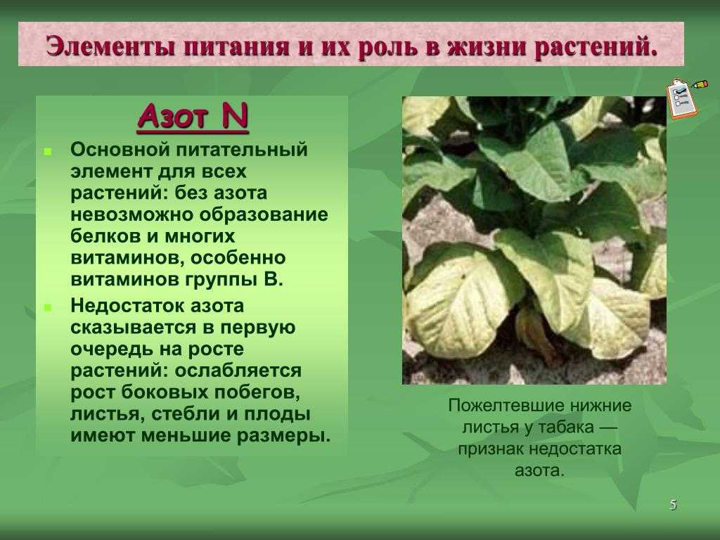 Подкормка огурцов молоком для ускорения созревания: польза, какие сыворотки и когда