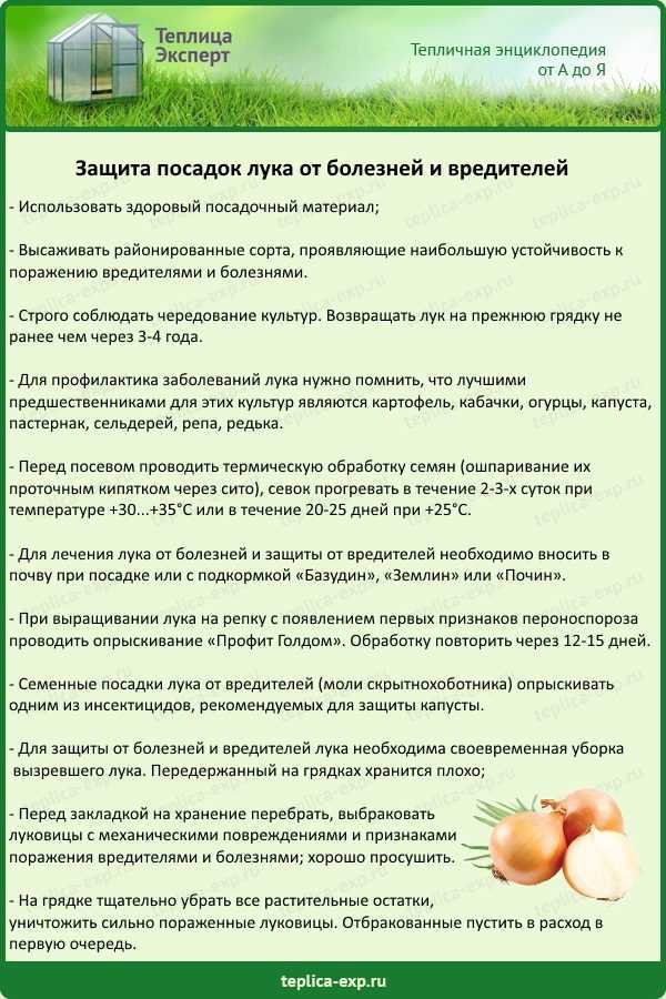 Обработка лука перед посадкой: чем обрабатывать, для увеличения урожая