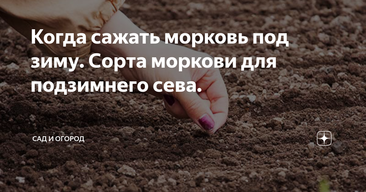 12 сортов свеклы под зиму / подзимние сорта для посадки