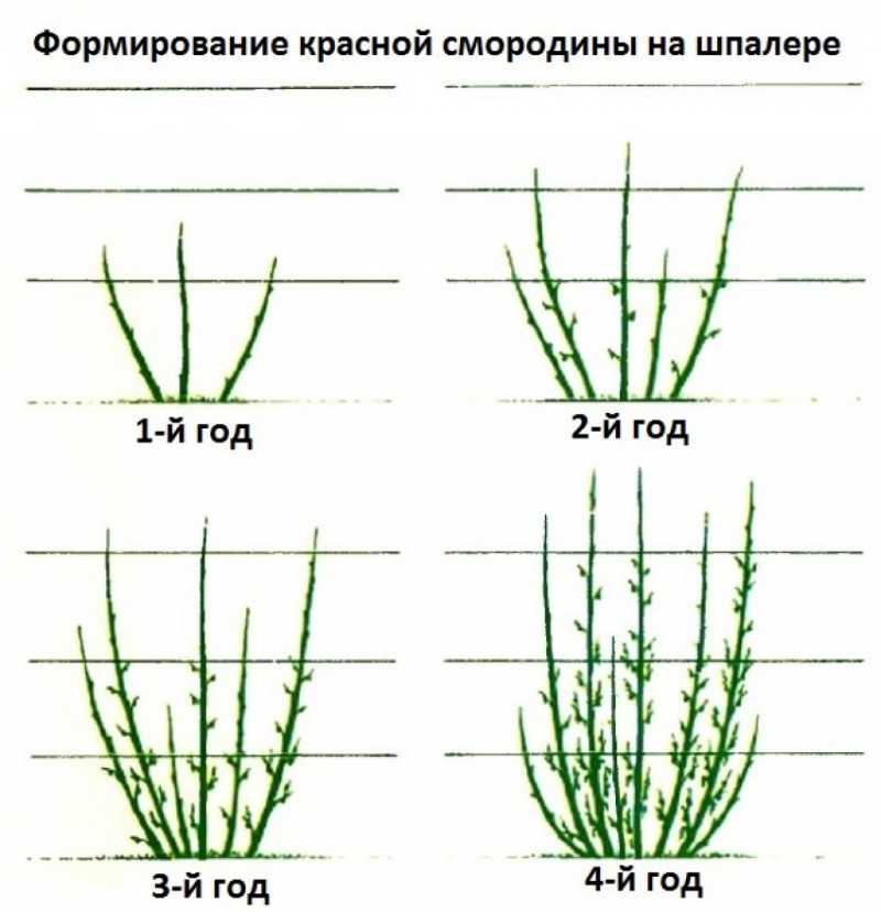 Особенности сорта красной смородины натали