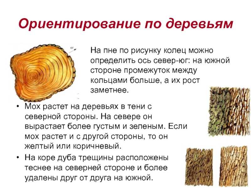 Какие деревья можно сажать возле дома, а какие нельзя: дендротерапия, народные приметы и не только