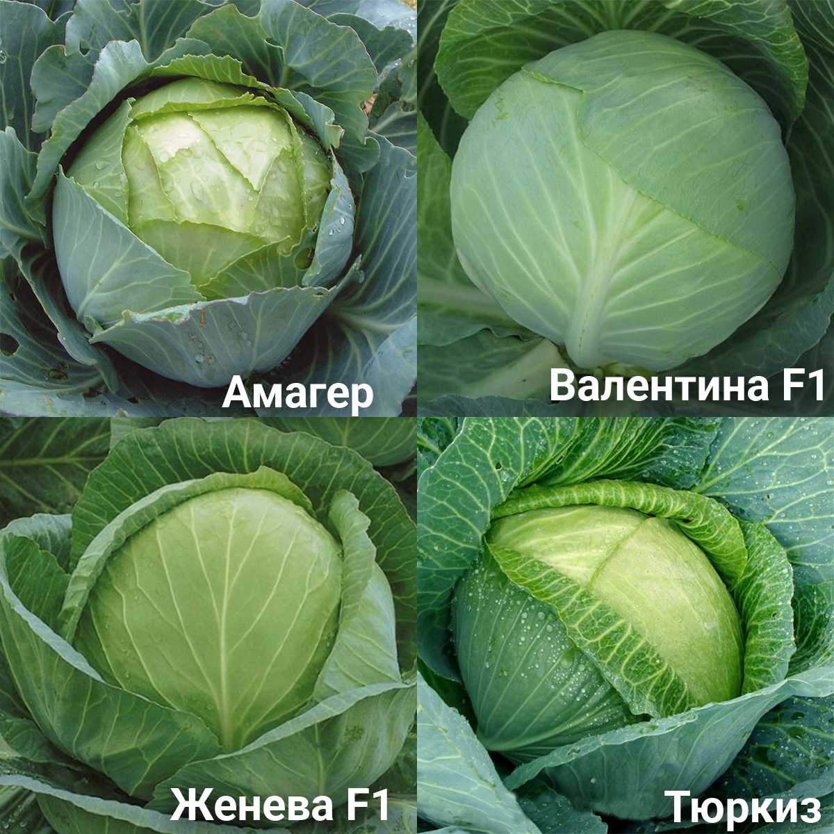 Топ 11 самых лучших сортов капусты для открытого грунта, фото, отзывы