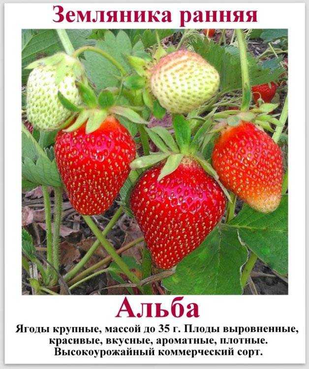 Садовая земляника клубника Азия: характеристика и описание сорта, особенности посадки и выращивания Отзывы садоводов