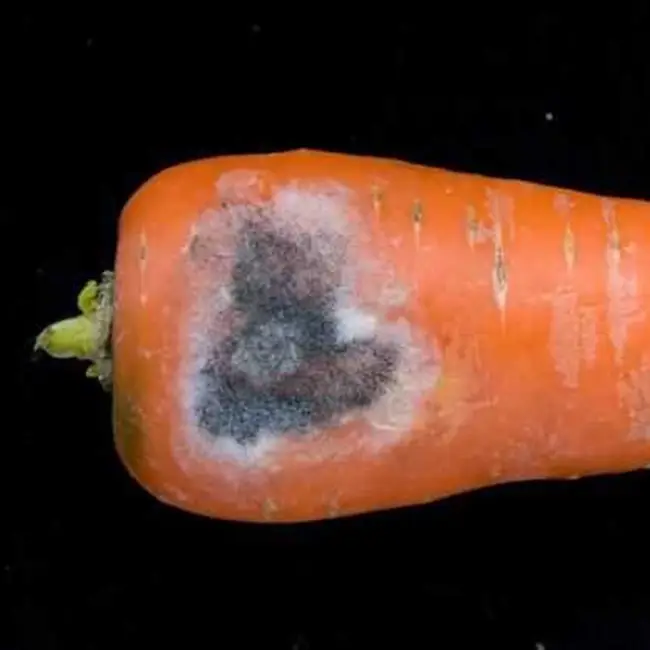Болезни моркови: при выращивании, описание с фото, борьба с ними и лечение