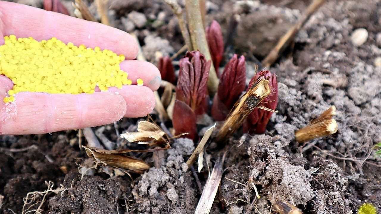 Минеральные и органические удобрения для гортензии садовой