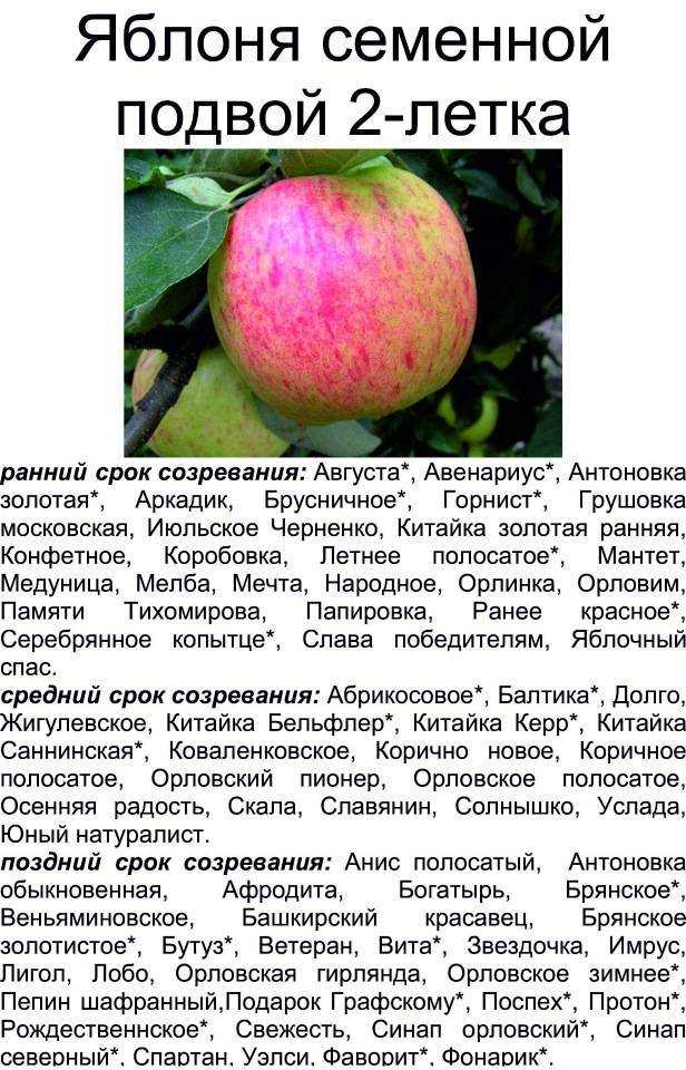 Сорт яблони «орловим» - описание, фото, отзывы садоводов. посадка и уход в подмосковье