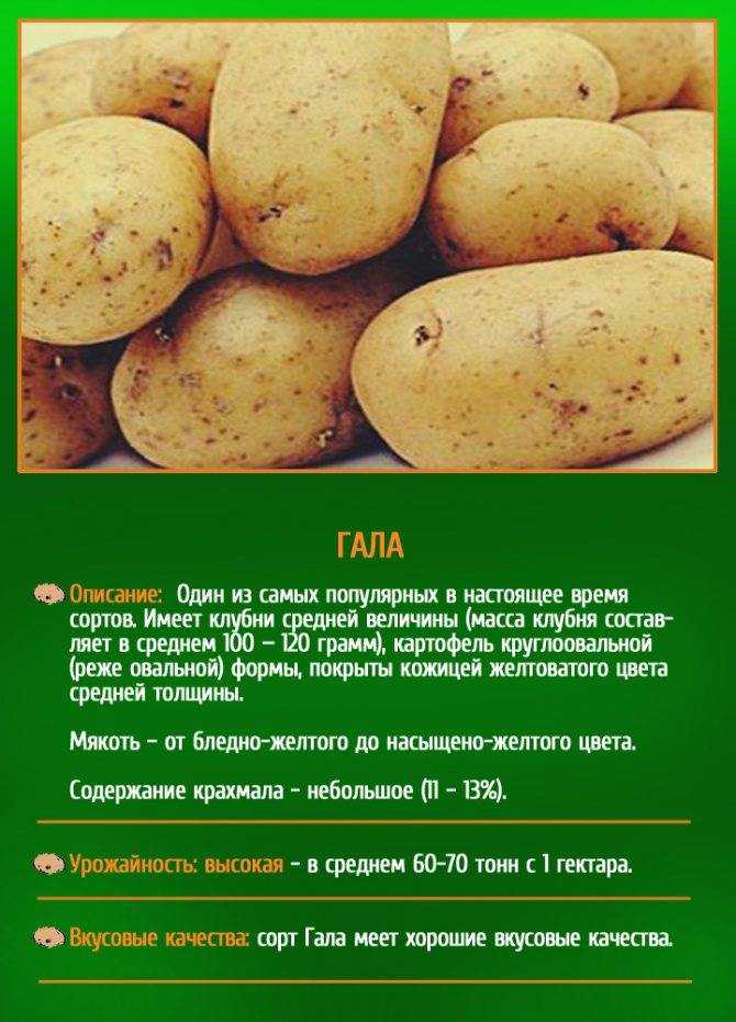 Российский метеор — первый картофель на вашем участке