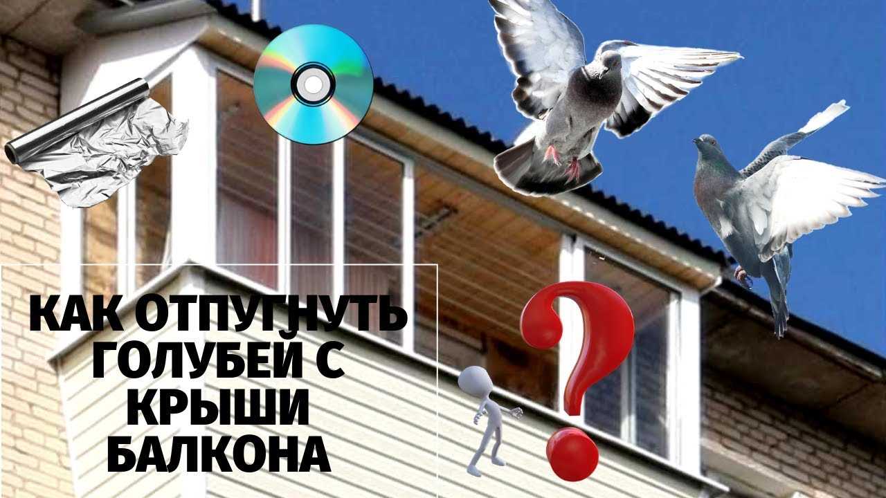 Как привлечь птиц - wikihow