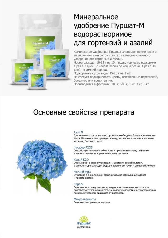 Чем подкормить гортензию для роста и пышного цветения