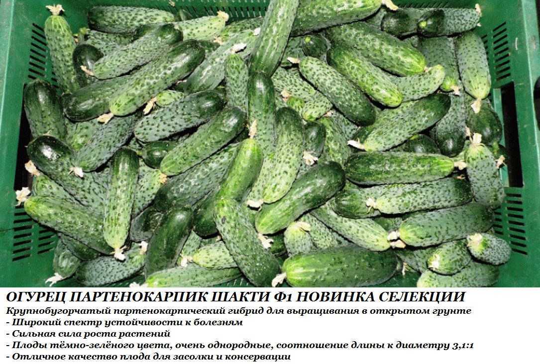 Без рассады, сразу в грунт — сажаем огурцы семенами: выбираем время, готовим грядки, обрабатываем посевной материал