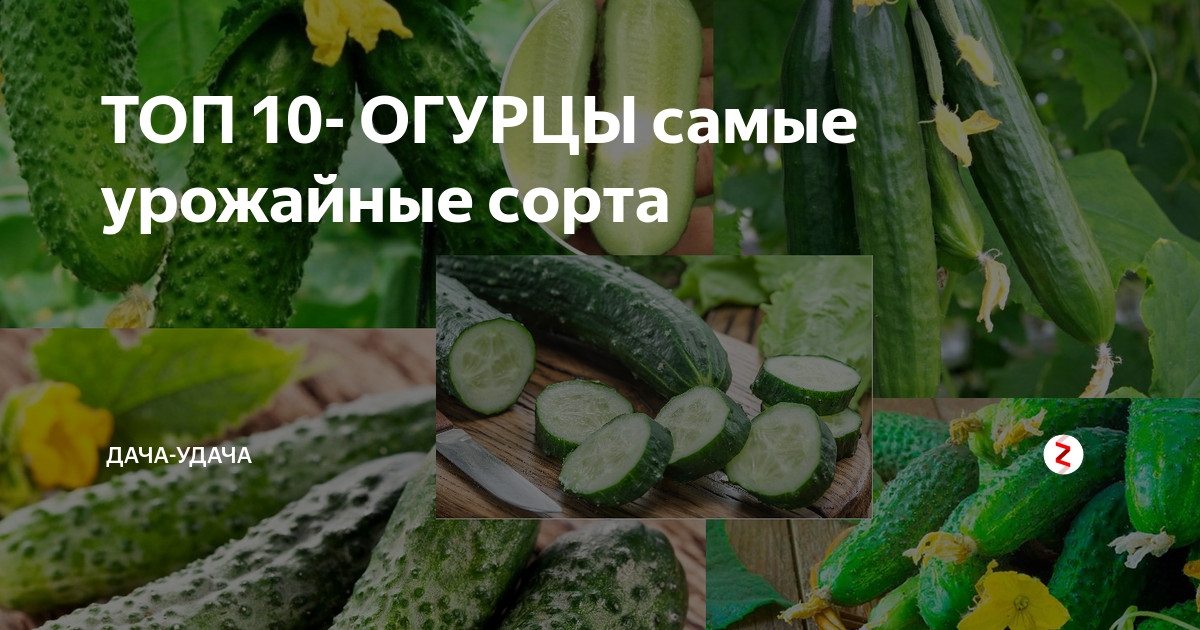 Популярные сорта огурцов для парников для разных регионов