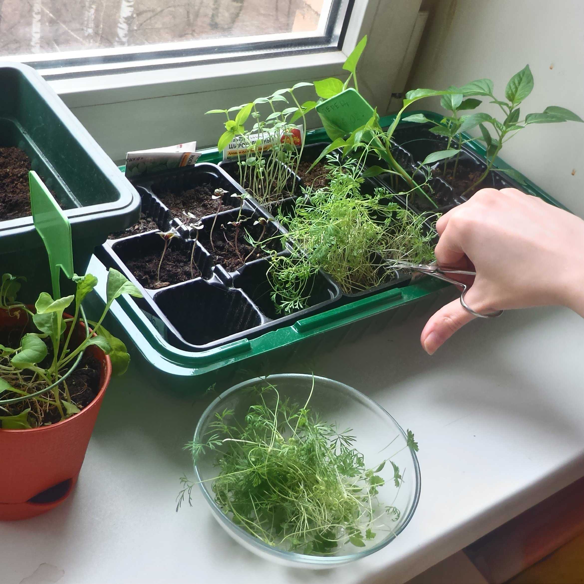 Как посадить семена укропа в домашних условиях