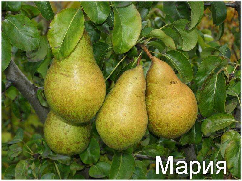 Груша "просто мария": описание сорта, фото, отзывы