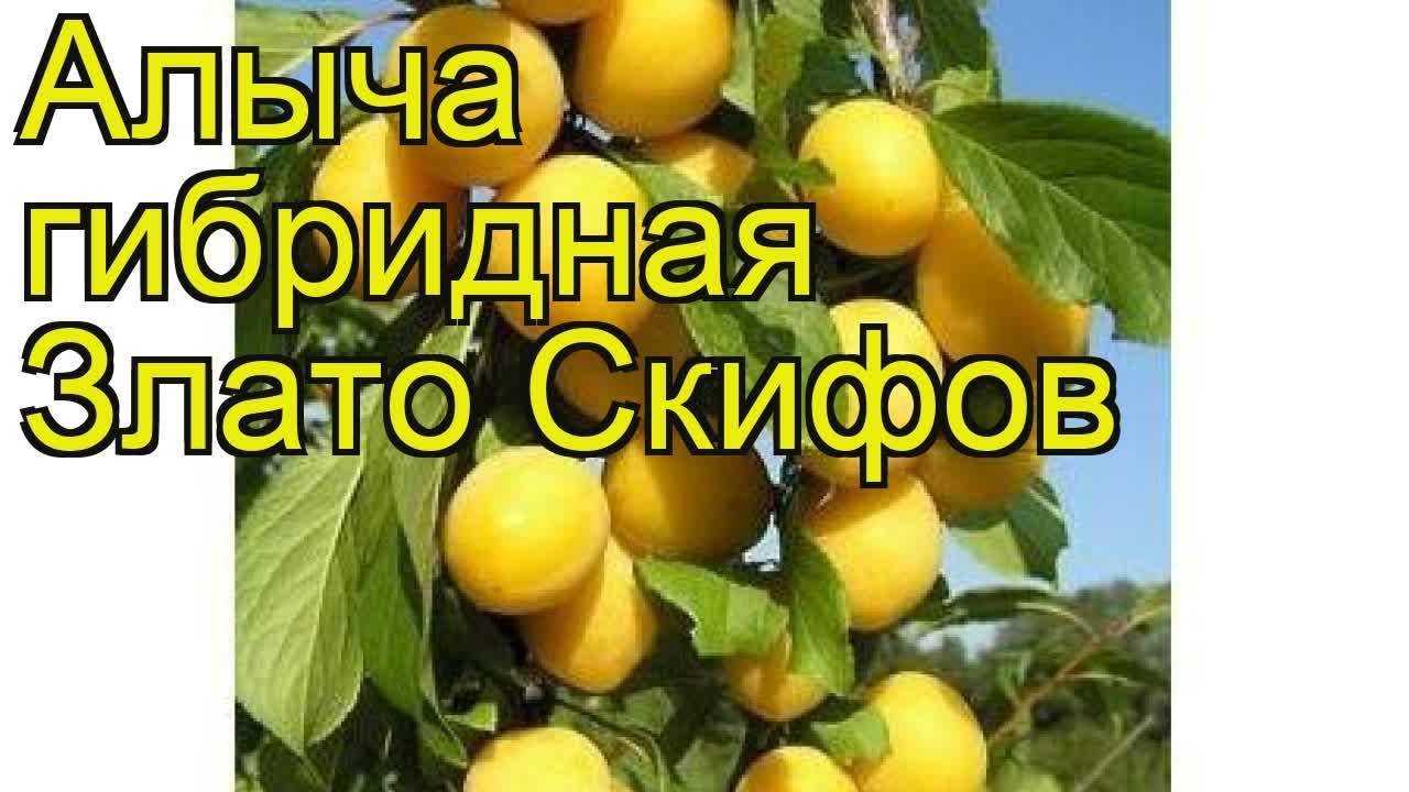 Алыча "злато скифов": описание, посадка и уход, фото