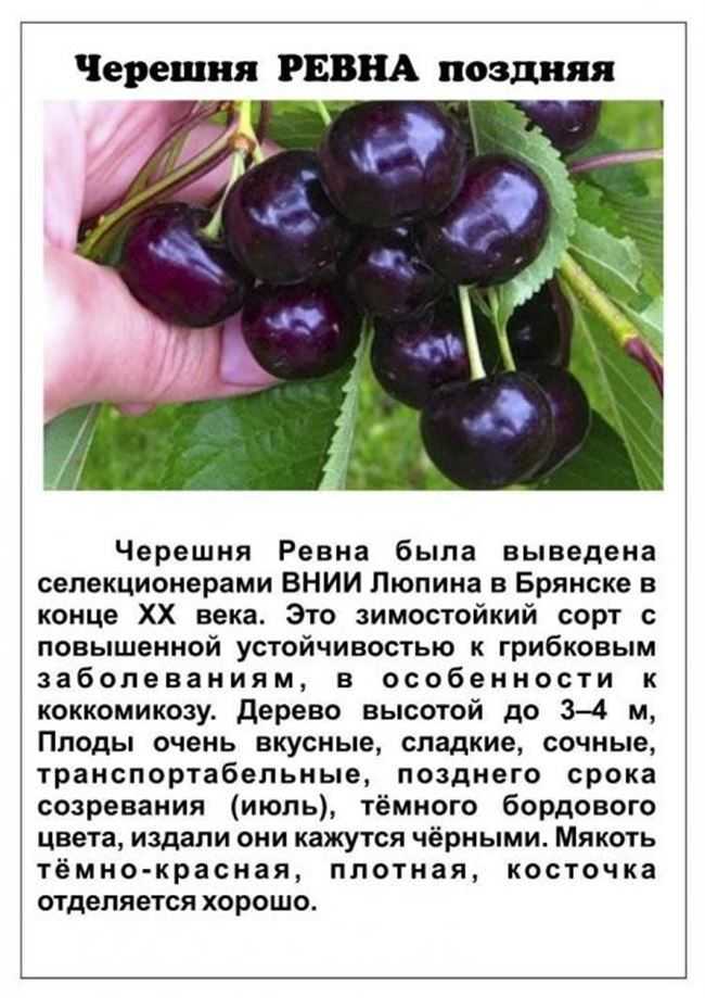 Черешня "ипуть": описание сорта, морозостойкость, фото, отзывы
