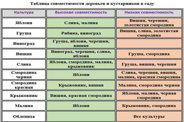 Как посадить правильно малину: летом, советы бывалых садоводов