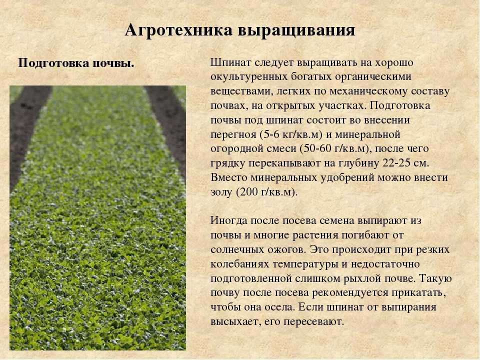Как посадить цветную капусту в открытый грунт: сроки и схемы посева на рассаду
