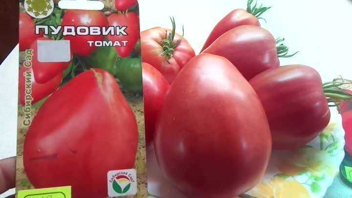 Томат севрюга: описание сорта и характеристика, отзывы тех кто сажал помидоры об их урожайности, видео и фото семян