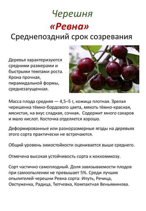 Черешня ипуть: описание проверенного временем сорта, отзывы, фото, посадка и уход, подкормка, обрезка, морозоустойчивость, опылители