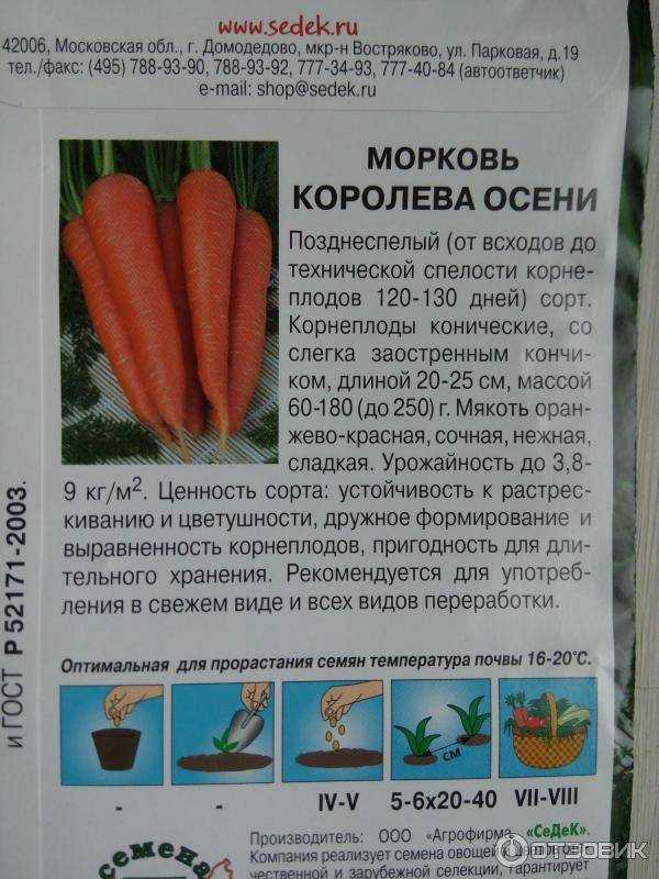 Морковь королева осени: отзывы дачиков и фото, описание и характеристики сорта