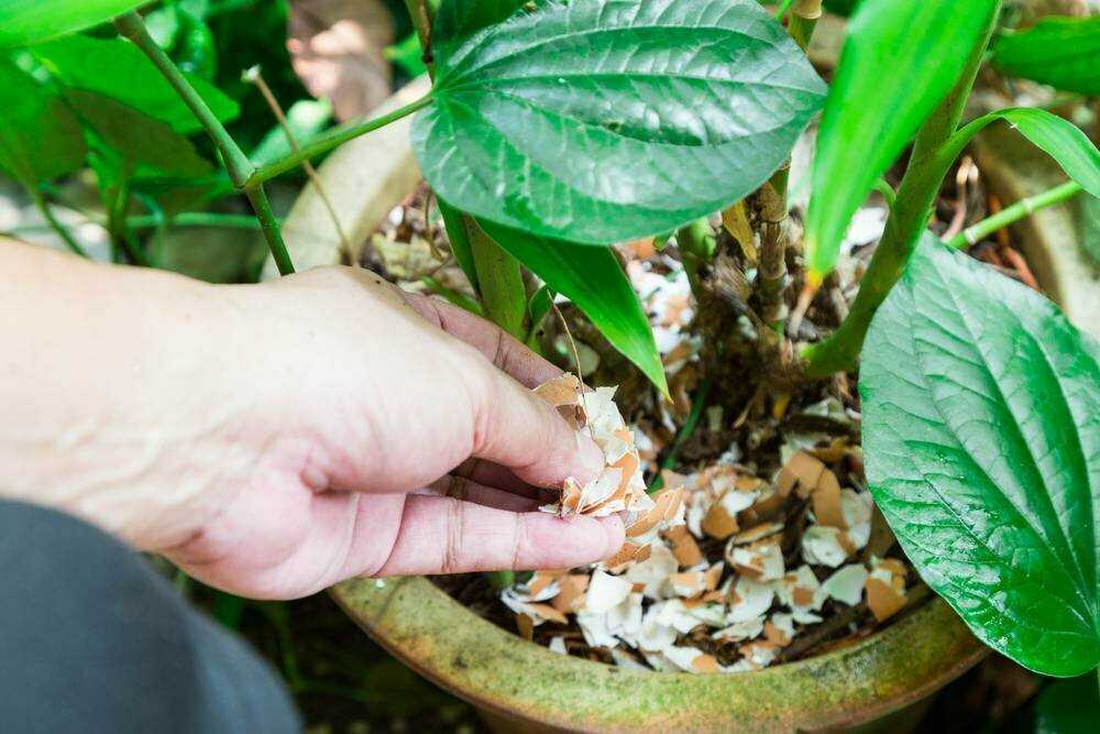 Яичная скорлупа для огорода как удобрение: использование и польза